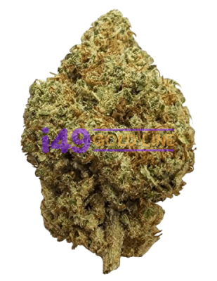 Critical Kush Auto Critical Kush Auto - Image 1