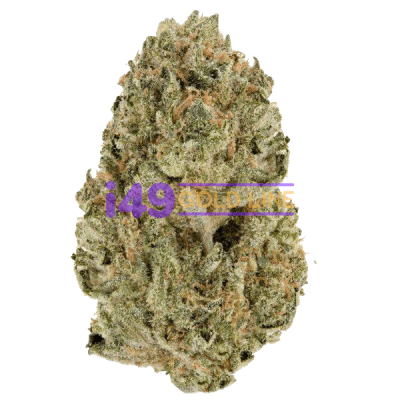 Critical Kush F1 Killer poison f1 - Image 1